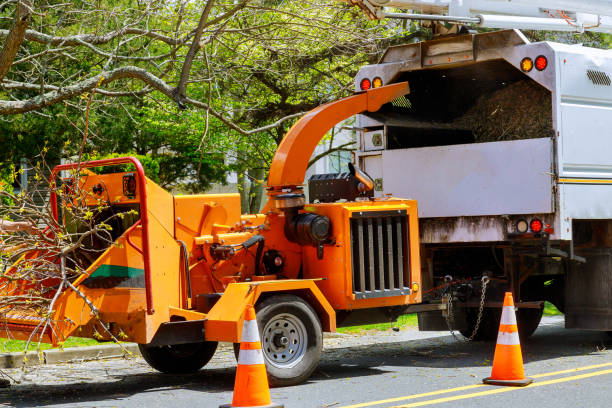 Best Seasonal Cleanup  in USA